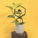 Roodborstjeplantentralie