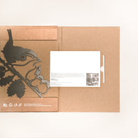 Winterkoninkje Met Jongen