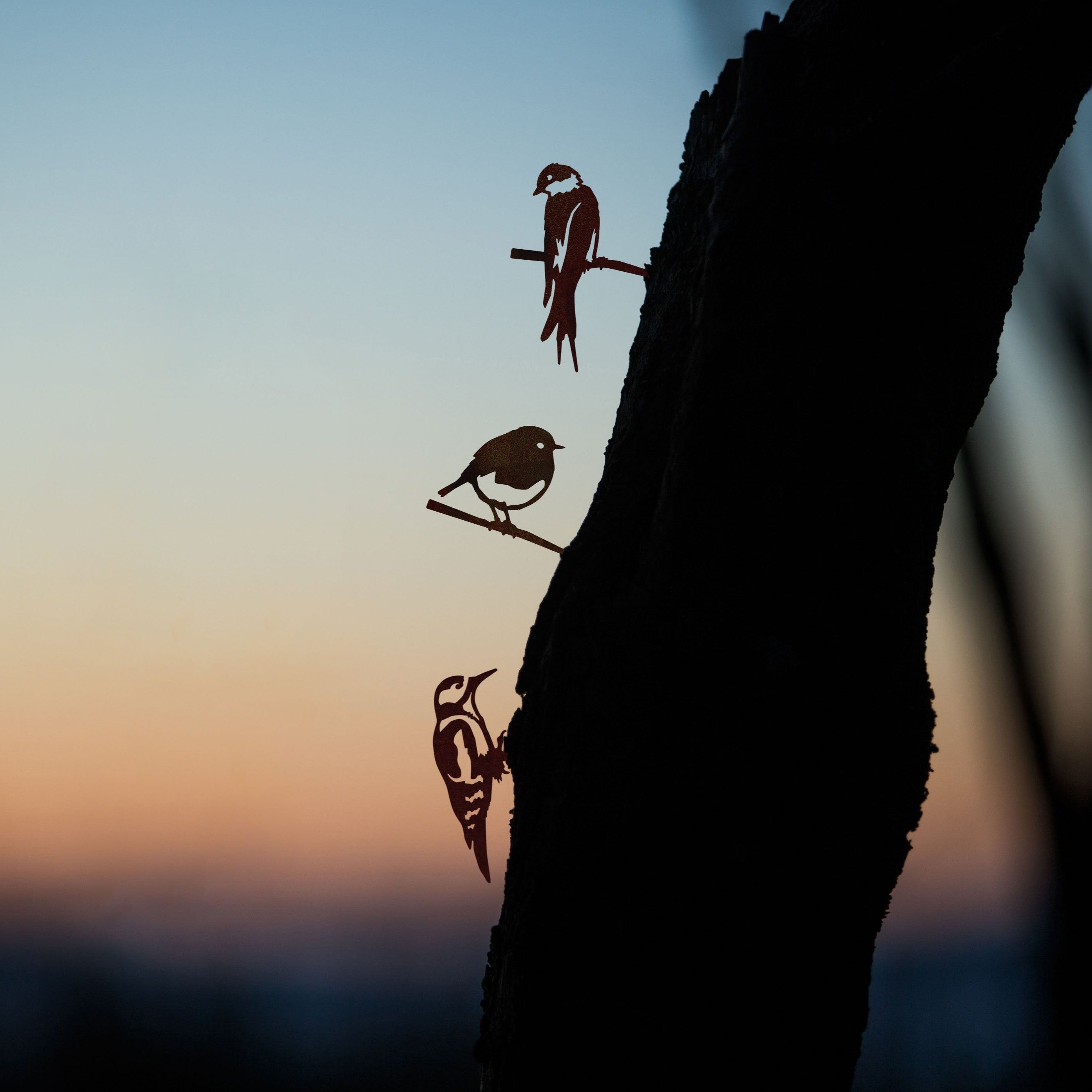Minibundel - Zwaluw, specht en roodborstje