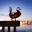 Witkopstekelstaarteend