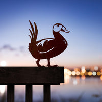 Witkopstekelstaarteend