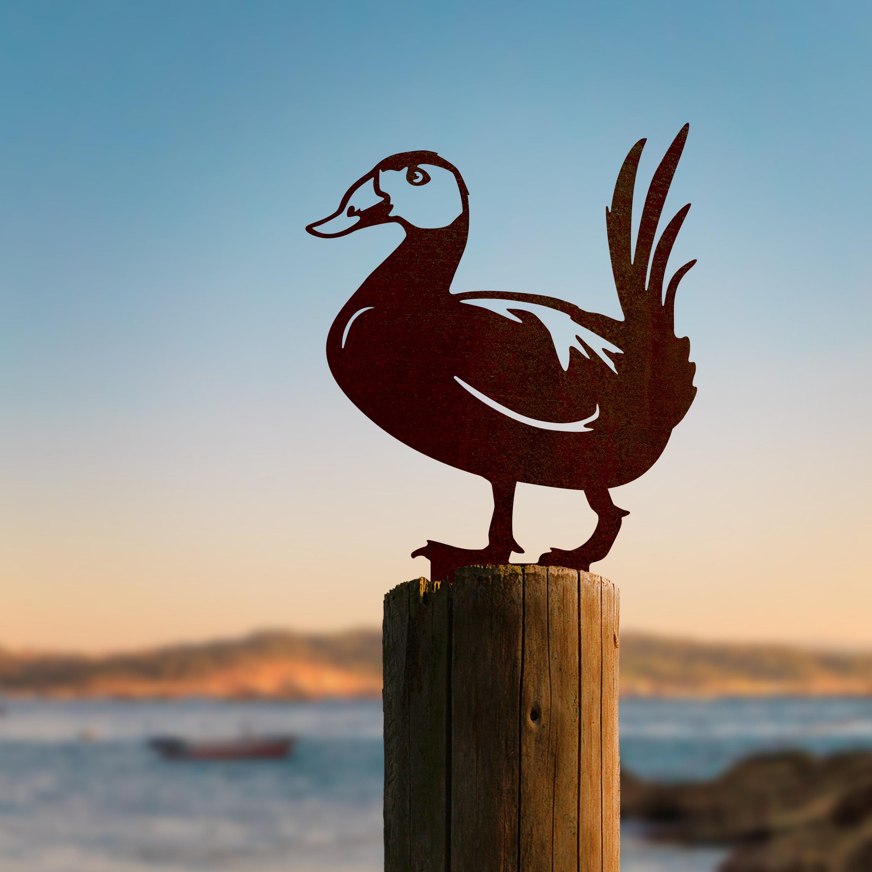 Witkopstekelstaarteend